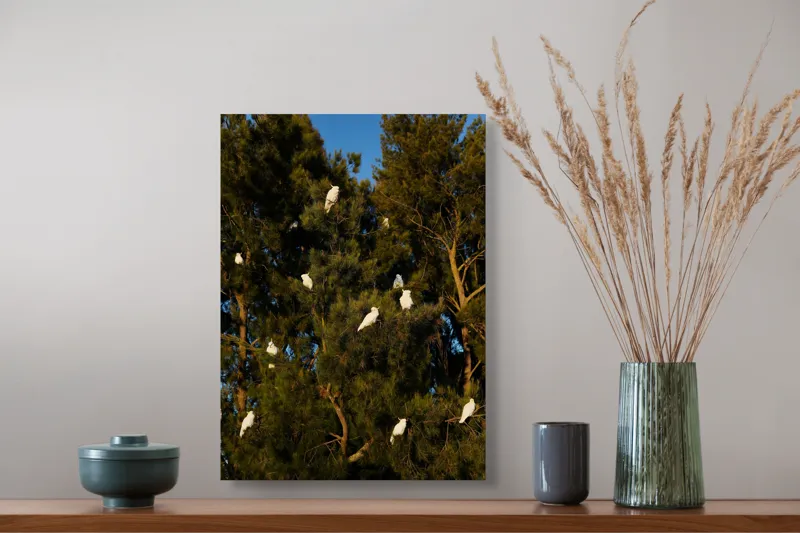 Tablou Canvas, "Cocori albi odihnindu-se în copac", Păsări, Pini, Ramuri, Cer, Verde, Alb, Natură, Lumină, Armonie, Înaripate, 39 x 54 cm – poza 3