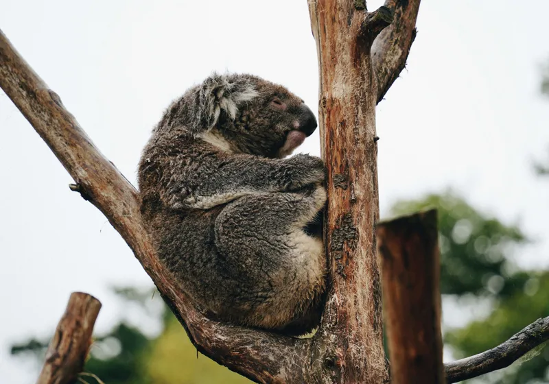 Tablou Canvas, "Koala odihnindu-se pe ramură uscată", Koala, Ramură, Relaxare, Blană, Natură, Somn, Arbori, Eucalipt, Liniște., 100 x 70 cm – poza 2