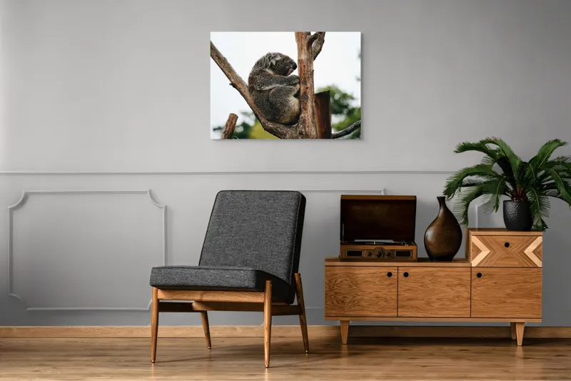 Tablou Canvas, "Koala odihnindu-se pe ramură uscată", Koala, Ramură, Relaxare, Blană, Natură, Somn, Arbori, Eucalipt, Liniște., 100 x 70 cm – poza 8