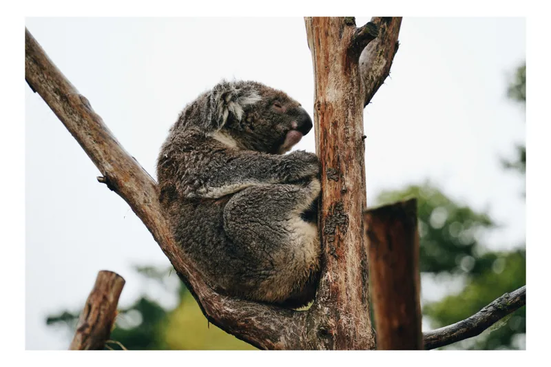 Tablou Canvas, "Koala odihnindu-se pe ramură uscată", Koala, Ramură, Relaxare, Blană, Natură, Somn, Arbori, Eucalipt, Liniște., 90 x 50 cm