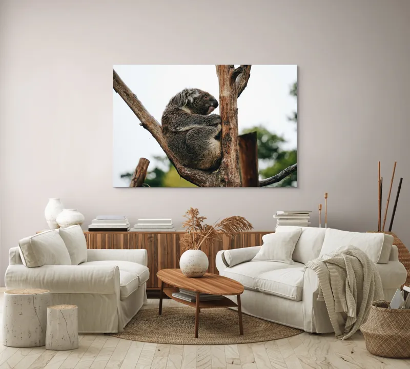 Tablou Canvas, "Koala odihnindu-se pe ramură uscată", Koala, Ramură, Relaxare, Blană, Natură, Somn, Arbori, Eucalipt, Liniște., 150 x 100 cm – poza 3