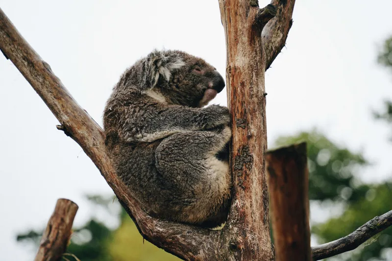 Tablou Canvas, "Koala odihnindu-se pe ramură uscată", Koala, Ramură, Relaxare, Blană, Natură, Somn, Arbori, Eucalipt, Liniște., 150 x 100 cm – poza 2