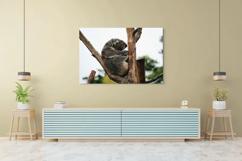 Tablou Canvas, "Koala odihnindu-se pe ramură uscată", Koala, Ramură, Relaxare, Blană, Natură, Somn, Arbori, Eucalipt, Liniște., 150 x 100 cm – poza 6