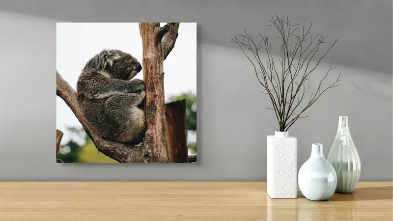 Tablou Canvas, "Koala odihnindu-se pe ramură uscată", Koala, Ramură, Relaxare, Blană, Natură, Somn, Arbori, Eucalipt, Liniște., 50 x 50 cm – poza 3