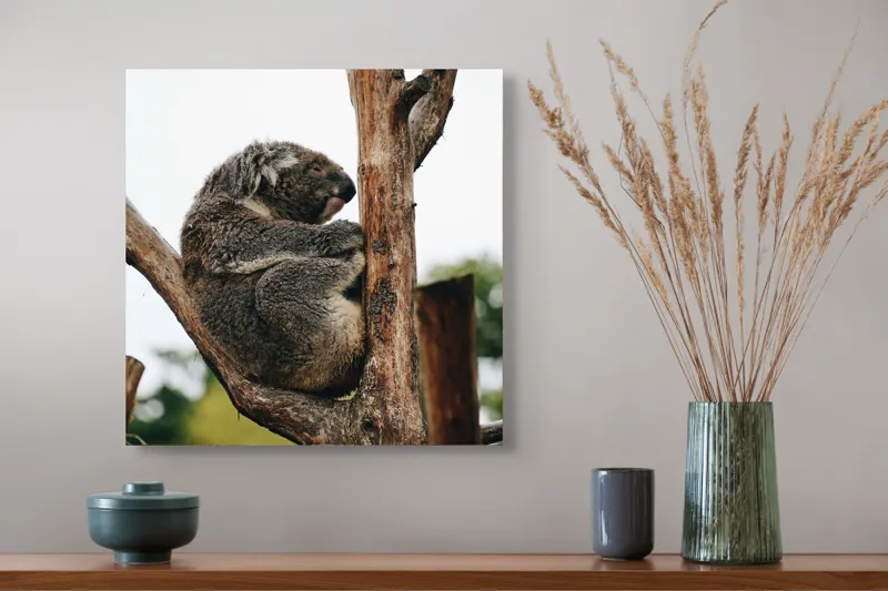 Tablou Canvas, "Koala odihnindu-se pe ramură uscată", Koala, Ramură, Relaxare, Blană, Natură, Somn, Arbori, Eucalipt, Liniște., 50 x 50 cm – poza 4