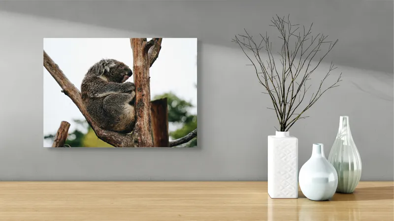 Tablou Canvas, "Koala odihnindu-se pe ramură uscată", Koala, Ramură, Relaxare, Blană, Natură, Somn, Arbori, Eucalipt, Liniște., 54 x 39 cm – poza 3