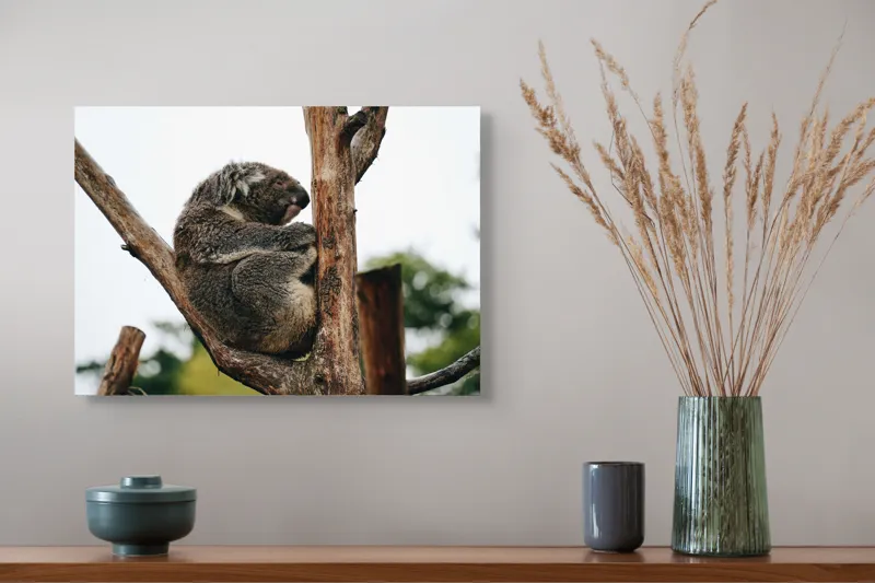 Tablou Canvas, "Koala odihnindu-se pe ramură uscată", Koala, Ramură, Relaxare, Blană, Natură, Somn, Arbori, Eucalipt, Liniște., 54 x 39 cm – poza 4