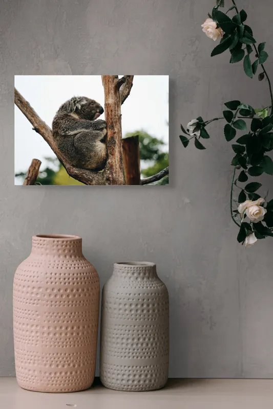 Tablou Canvas, "Koala odihnindu-se pe ramură uscată", Koala, Ramură, Relaxare, Blană, Natură, Somn, Arbori, Eucalipt, Liniște., 54 x 39 cm – poza 8