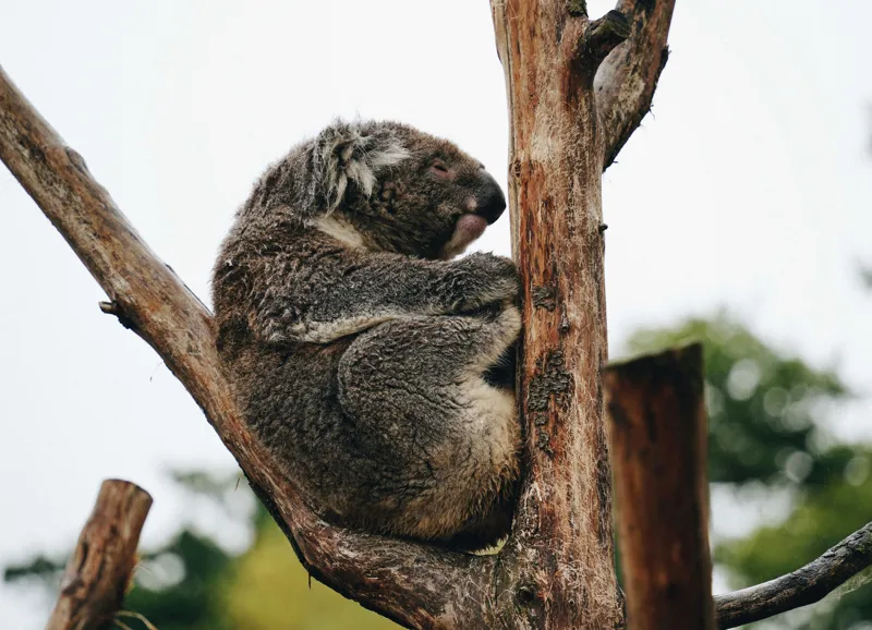 Tablou Canvas, "Koala odihnindu-se pe ramură uscată", Koala, Ramură, Relaxare, Blană, Natură, Somn, Arbori, Eucalipt, Liniște., 54 x 39 cm – poza 2