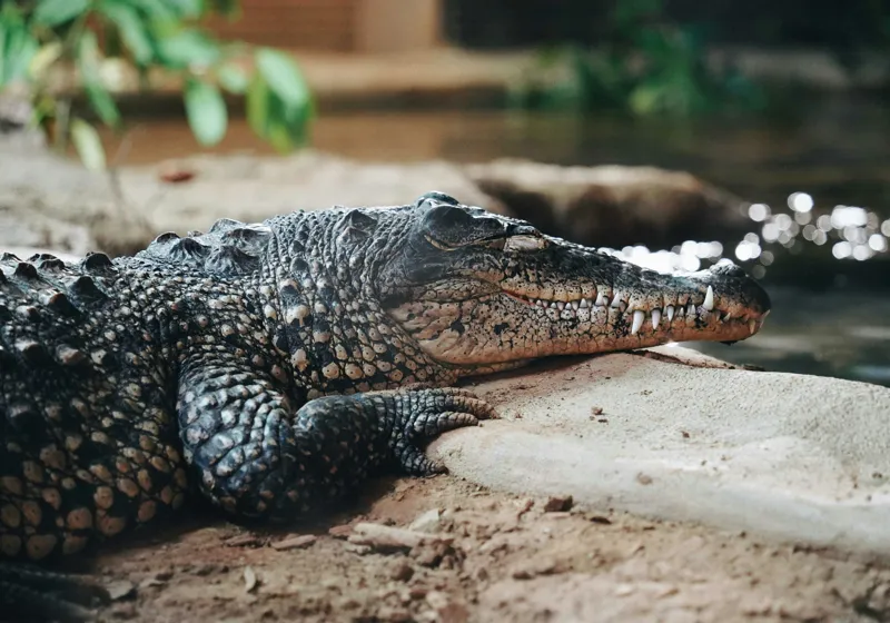 Tablou Canvas, "Odihna unui crocodil la mal", Scuter, Reptilă, Imobilitate, Textură, Relaxare, Apă, Habitat, Natură, 100 x 70 cm – poza 2
