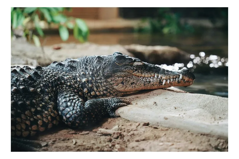 Tablou Canvas, "Odihna unui crocodil la mal", Scuter, Reptilă, Imobilitate, Textură, Relaxare, Apă, Habitat, Natură, 39 x 26 cm