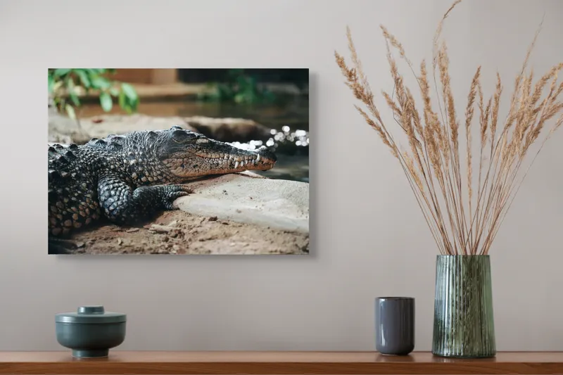 Tablou Canvas, "Odihna unui crocodil la mal", Scuter, Reptilă, Imobilitate, Textură, Relaxare, Apă, Habitat, Natură, 54 x 39 cm – poza 4