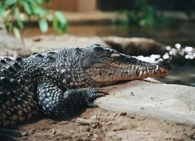 Tablou Canvas, "Odihna unui crocodil la mal", Scuter, Reptilă, Imobilitate, Textură, Relaxare, Apă, Habitat, Natură, 54 x 39 cm – poza 2