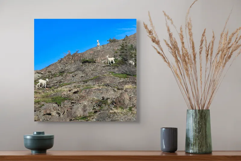 Tablou Canvas Capre pe Stâncile Muntelui - Natură și Libertate, 50 x 50 cm – poza 4