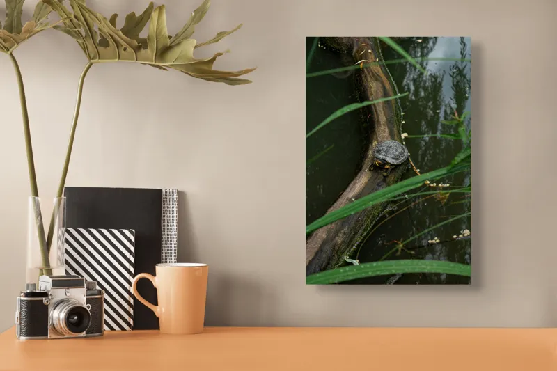 Tablou Canvas, "Broasca țestoasă pe trunchi de copac", Broască, Țestoasă, Lemn, Apă, Frunze, Reflexii, Natură, Verde, Relaxare, 26 x 39 cm – poza 3