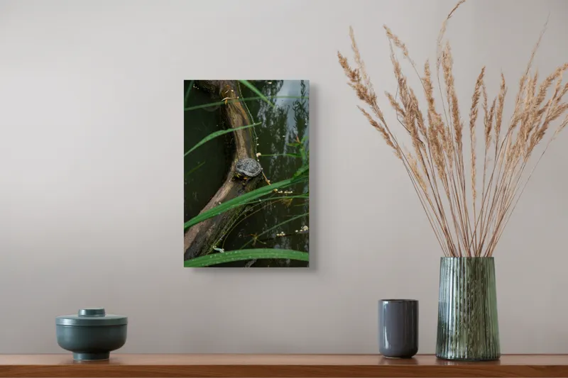 Tablou Canvas, "Broasca țestoasă pe trunchi de copac", Broască, Țestoasă, Lemn, Apă, Frunze, Reflexii, Natură, Verde, Relaxare, 26 x 39 cm – poza 5