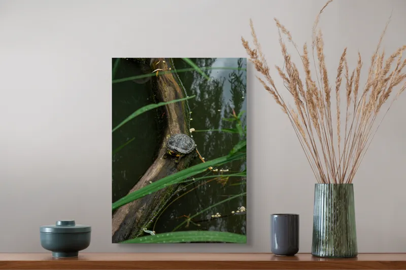 Tablou Canvas, "Broasca țestoasă pe trunchi de copac", Broască, Țestoasă, Lemn, Apă, Frunze, Reflexii, Natură, Verde, Relaxare, 39 x 54 cm – poza 3