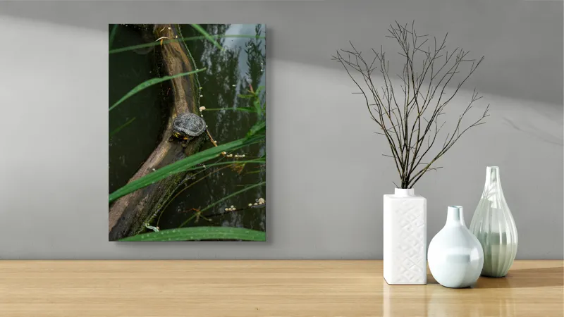 Tablou Canvas, "Broasca țestoasă pe trunchi de copac", Broască, Țestoasă, Lemn, Apă, Frunze, Reflexii, Natură, Verde, Relaxare, 39 x 54 cm – poza 4