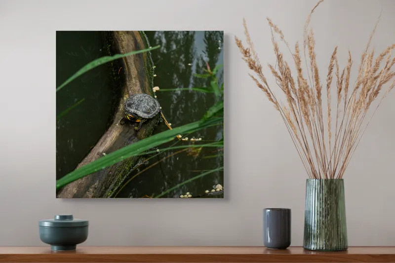 Tablou Canvas, "Broasca țestoasă pe trunchi de copac", Broască, Țestoasă, Lemn, Apă, Frunze, Reflexii, Natură, Verde, Relaxare, 50 x 50 cm – poza 4