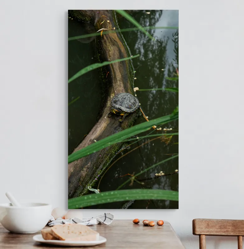 Tablou Canvas, "Broasca țestoasă pe trunchi de copac", Broască, Țestoasă, Lemn, Apă, Frunze, Reflexii, Natură, Verde, Relaxare, 50 x 90 cm – poza 3
