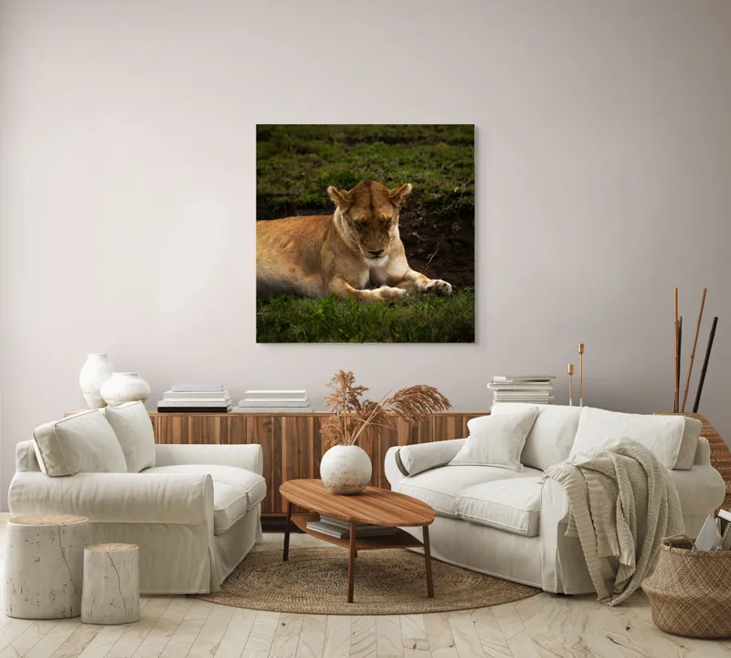 Tablou Canvas, "Leoaica odihnindu-se în savană africană", Leoaică, Odihnă, Iarbă, Serenitate, Natură, 100 x 100 cm – poza 3