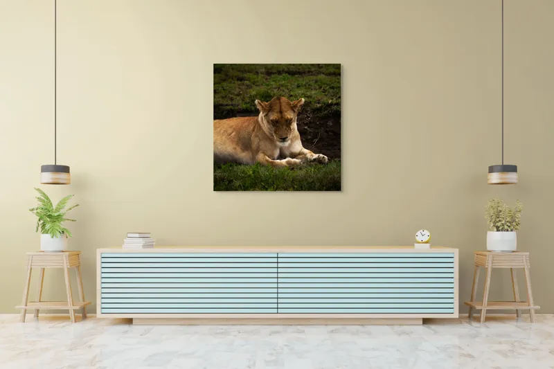 Tablou Canvas, "Leoaica odihnindu-se în savană africană", Leoaică, Odihnă, Iarbă, Serenitate, Natură, 100 x 100 cm – poza 5