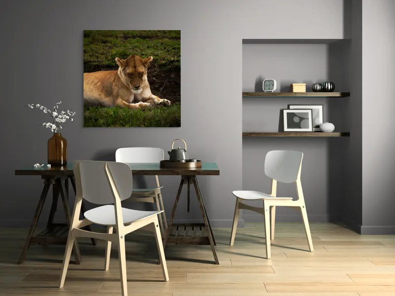 Tablou Canvas, "Leoaica odihnindu-se în savană africană", Leoaică, Odihnă, Iarbă, Serenitate, Natură, 100 x 100 cm – poza 6