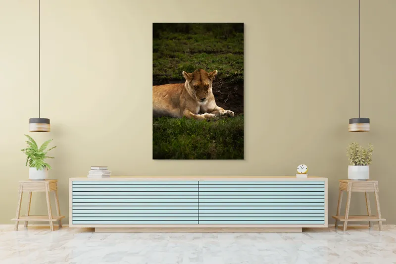 Tablou Canvas, "Leoaica odihnindu-se în savană africană", Leoaică, Odihnă, Iarbă, Serenitate, Natură, 100 x 150 cm – poza 4