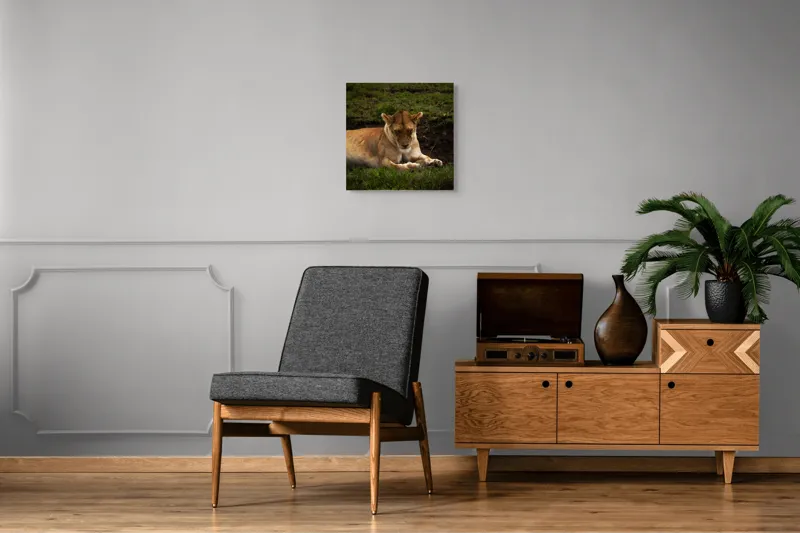 Tablou Canvas, "Leoaica odihnindu-se în savană africană", Leoaică, Odihnă, Iarbă, Serenitate, Natură, 50 x 50 cm – poza 6