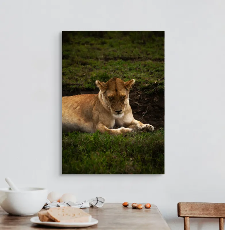 Tablou Canvas, "Leoaica odihnindu-se în savană africană", Leoaică, Odihnă, Iarbă, Serenitate, Natură, 50 x 70 cm – poza 3