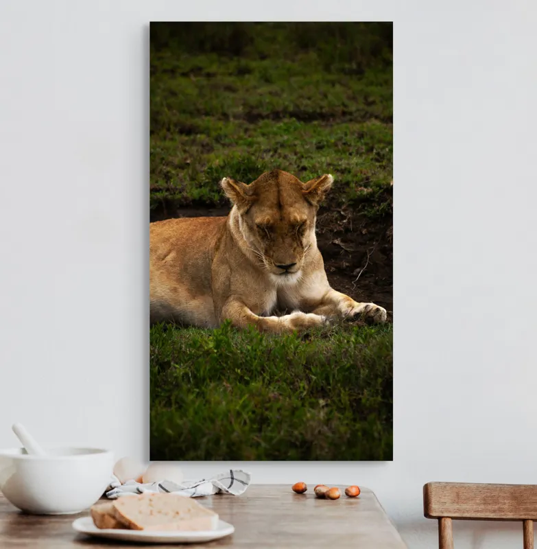 Tablou Canvas, "Leoaica odihnindu-se în savană africană", Leoaică, Odihnă, Iarbă, Serenitate, Natură, 50 x 90 cm – poza 3