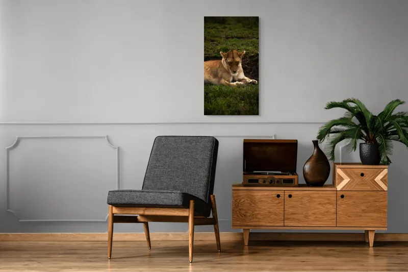 Tablou Canvas, "Leoaica odihnindu-se în savană africană", Leoaică, Odihnă, Iarbă, Serenitate, Natură, 50 x 90 cm – poza 8