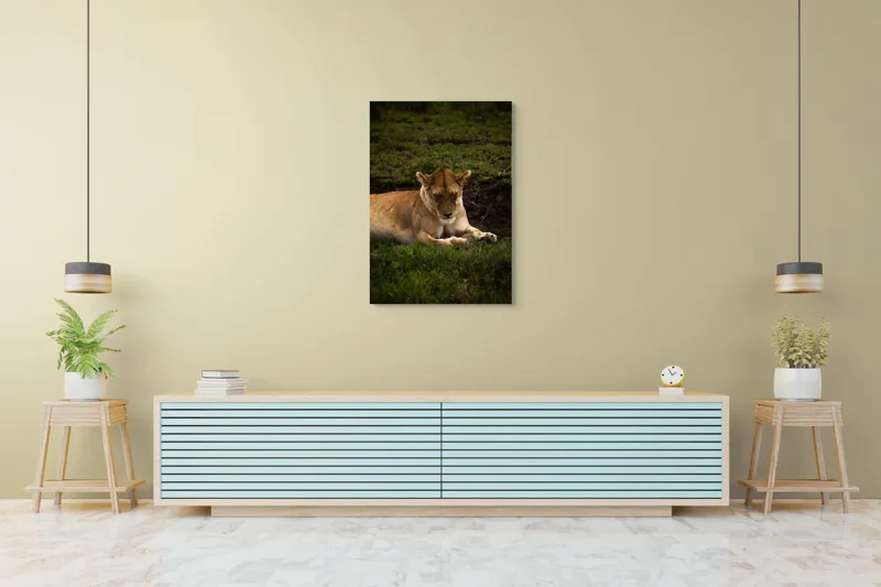 Tablou Canvas, "Leoaica odihnindu-se în savană africană", Leoaică, Odihnă, Iarbă, Serenitate, Natură, 70 x 100 cm – poza 5