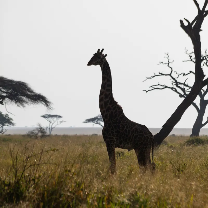 Tablou Canvas, "Girafă în lumină de amurg africană", Giraffă, Siluetă, Savannah, Apus, Copaci, Sălbăticie, Natură, Serengeti, Peisaj, Tranquilitate, 100 x 100 cm – poza 2