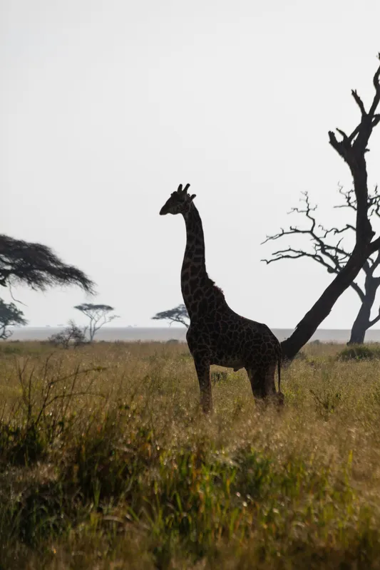 Tablou Canvas, "Girafă în lumină de amurg africană", Giraffă, Siluetă, Savannah, Apus, Copaci, Sălbăticie, Natură, Serengeti, Peisaj, Tranquilitate, 100 x 150 cm – poza 2