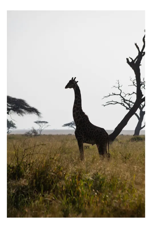 Tablou Canvas, "Girafă în lumină de amurg africană", Giraffă, Siluetă, Savannah, Apus, Copaci, Sălbăticie, Natură, Serengeti, Peisaj, Tranquilitate, 70 x 100 cm