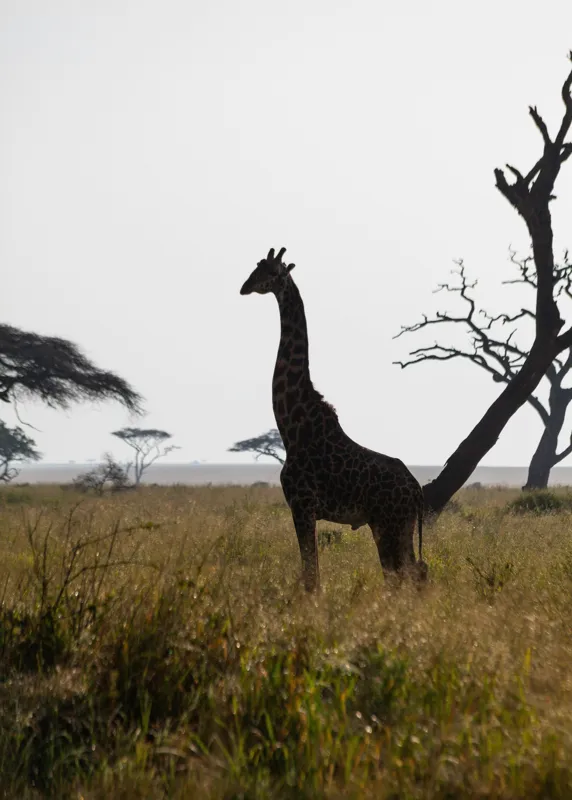 Tablou Canvas, "Girafă în lumină de amurg africană", Giraffă, Siluetă, Savannah, Apus, Copaci, Sălbăticie, Natură, Serengeti, Peisaj, Tranquilitate, 50 x 70 cm – poza 2