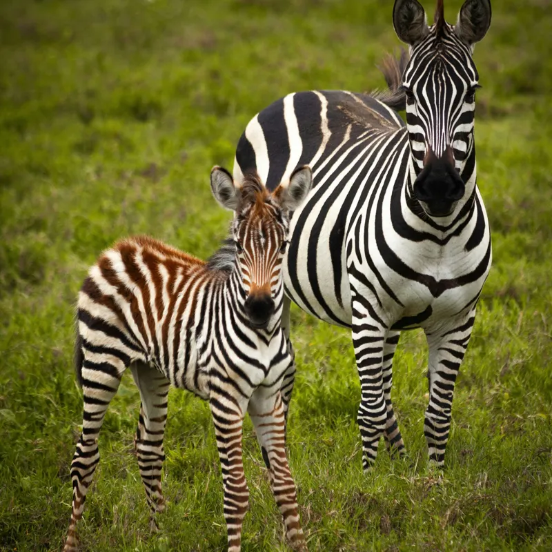 Tablou Canvas, "Zebre în savana verde africană", Zebră, Pui, Iarbă, Dungă, Natură, Mamifer, Safari, Libertate, Prerie, Faună, 100 x 100 cm – poza 2