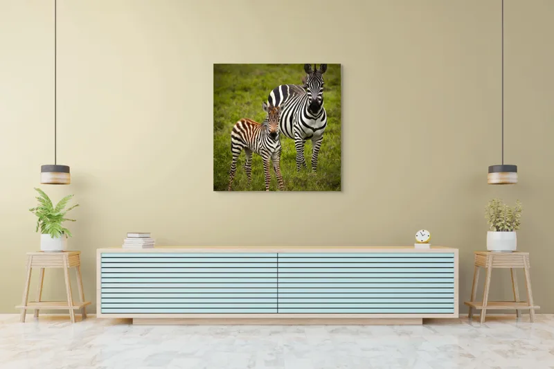 Tablou Canvas, "Zebre în savana verde africană", Zebră, Pui, Iarbă, Dungă, Natură, Mamifer, Safari, Libertate, Prerie, Faună, 100 x 100 cm – poza 5