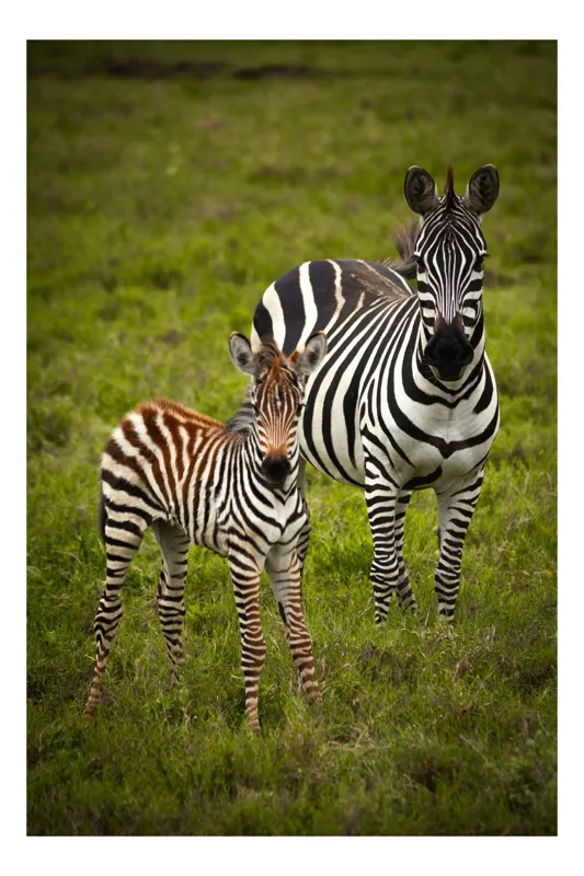 Tablou Canvas, "Zebre în savana verde africană", Zebră, Pui, Iarbă, Dungă, Natură, Mamifer, Safari, Libertate, Prerie, Faună, 26 x 39 cm