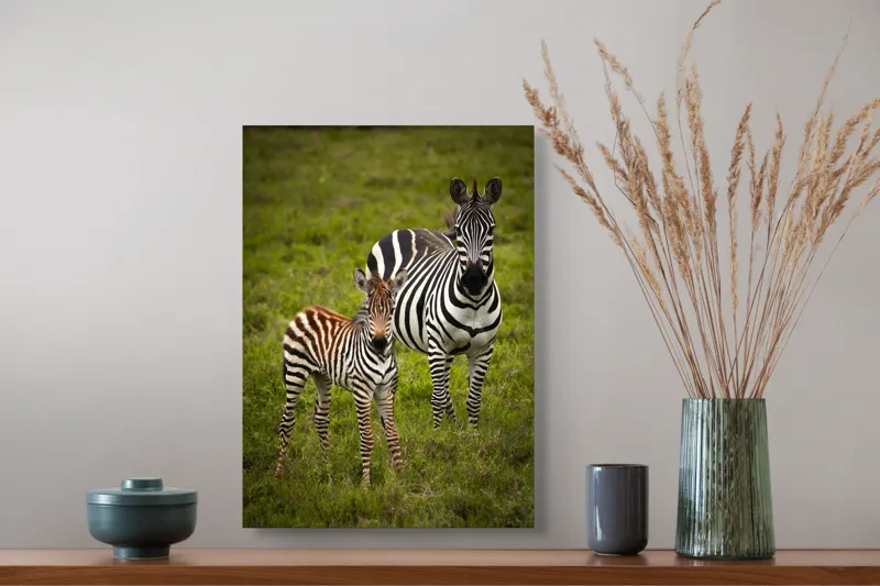 Tablou Canvas, "Zebre în savana verde africană", Zebră, Pui, Iarbă, Dungă, Natură, Mamifer, Safari, Libertate, Prerie, Faună, 39 x 54 cm – poza 3