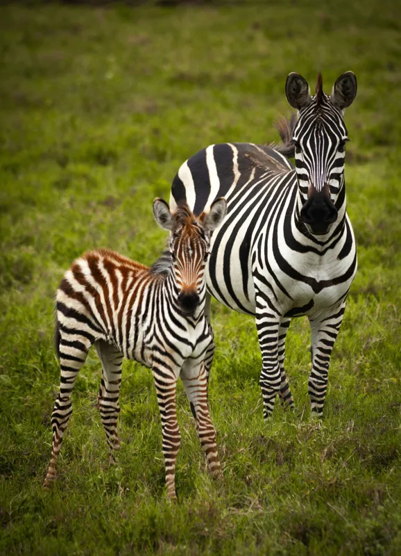 Tablou Canvas, "Zebre în savana verde africană", Zebră, Pui, Iarbă, Dungă, Natură, Mamifer, Safari, Libertate, Prerie, Faună, 39 x 54 cm – poza 2