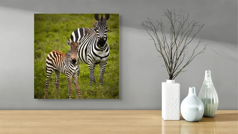 Tablou Canvas, "Zebre în savana verde africană", Zebră, Pui, Iarbă, Dungă, Natură, Mamifer, Safari, Libertate, Prerie, Faună, 50 x 50 cm – poza 3