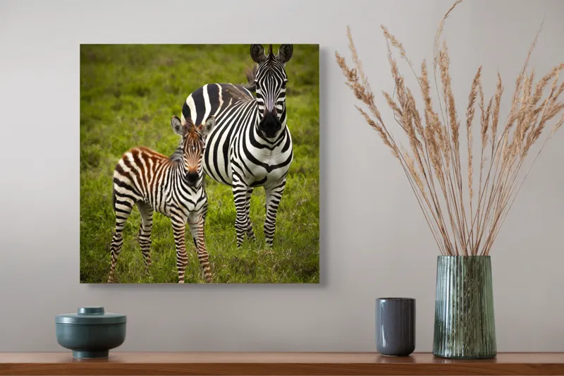 Tablou Canvas, "Zebre în savana verde africană", Zebră, Pui, Iarbă, Dungă, Natură, Mamifer, Safari, Libertate, Prerie, Faună, 50 x 50 cm – poza 4