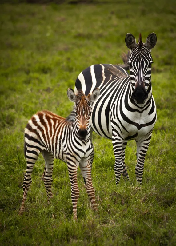 Tablou Canvas, "Zebre în savana verde africană", Zebră, Pui, Iarbă, Dungă, Natură, Mamifer, Safari, Libertate, Prerie, Faună, 50 x 70 cm – poza 2