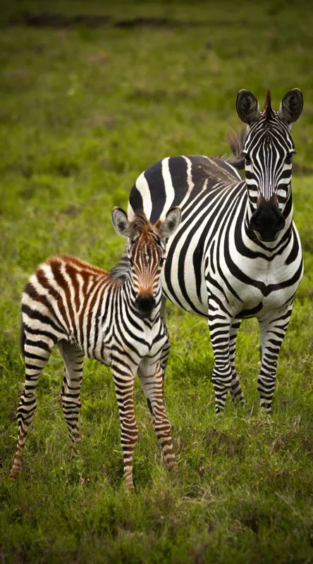 Tablou Canvas, "Zebre în savana verde africană", Zebră, Pui, Iarbă, Dungă, Natură, Mamifer, Safari, Libertate, Prerie, Faună, 50 x 90 cm – poza 2