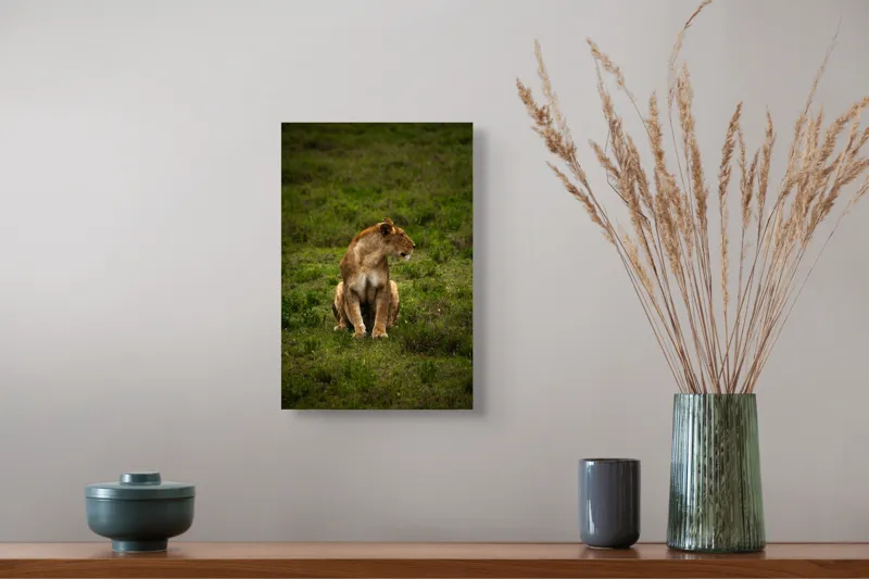 Tablou Canvas, "Leoaica în câmpie verde luxuriantă", Leoaică, Prerie, Verdeață, Observare, Natură, Sălbăticie, Relaxare, Concentrare., 26 x 39 cm – poza 5