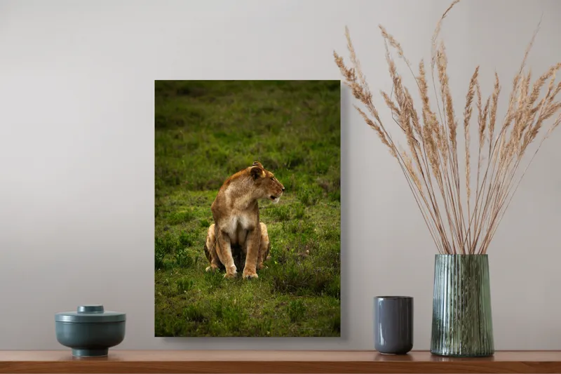 Tablou Canvas, "Leoaica în câmpie verde luxuriantă", Leoaică, Prerie, Verdeață, Observare, Natură, Sălbăticie, Relaxare, Concentrare., 39 x 54 cm – poza 3
