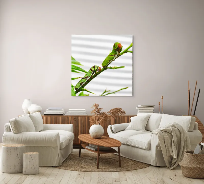 Tablou Canvas, "Omizi verzi pe ramură tânără", Omizi, Verde, Frunză, Ramură, Natură, Detalii, Textură, Gânganie, Antene, Curiozitate, 100 x 100 cm – poza 3