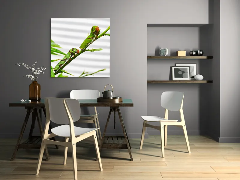 Tablou Canvas, "Omizi verzi pe ramură tânără", Omizi, Verde, Frunză, Ramură, Natură, Detalii, Textură, Gânganie, Antene, Curiozitate, 100 x 100 cm – poza 6